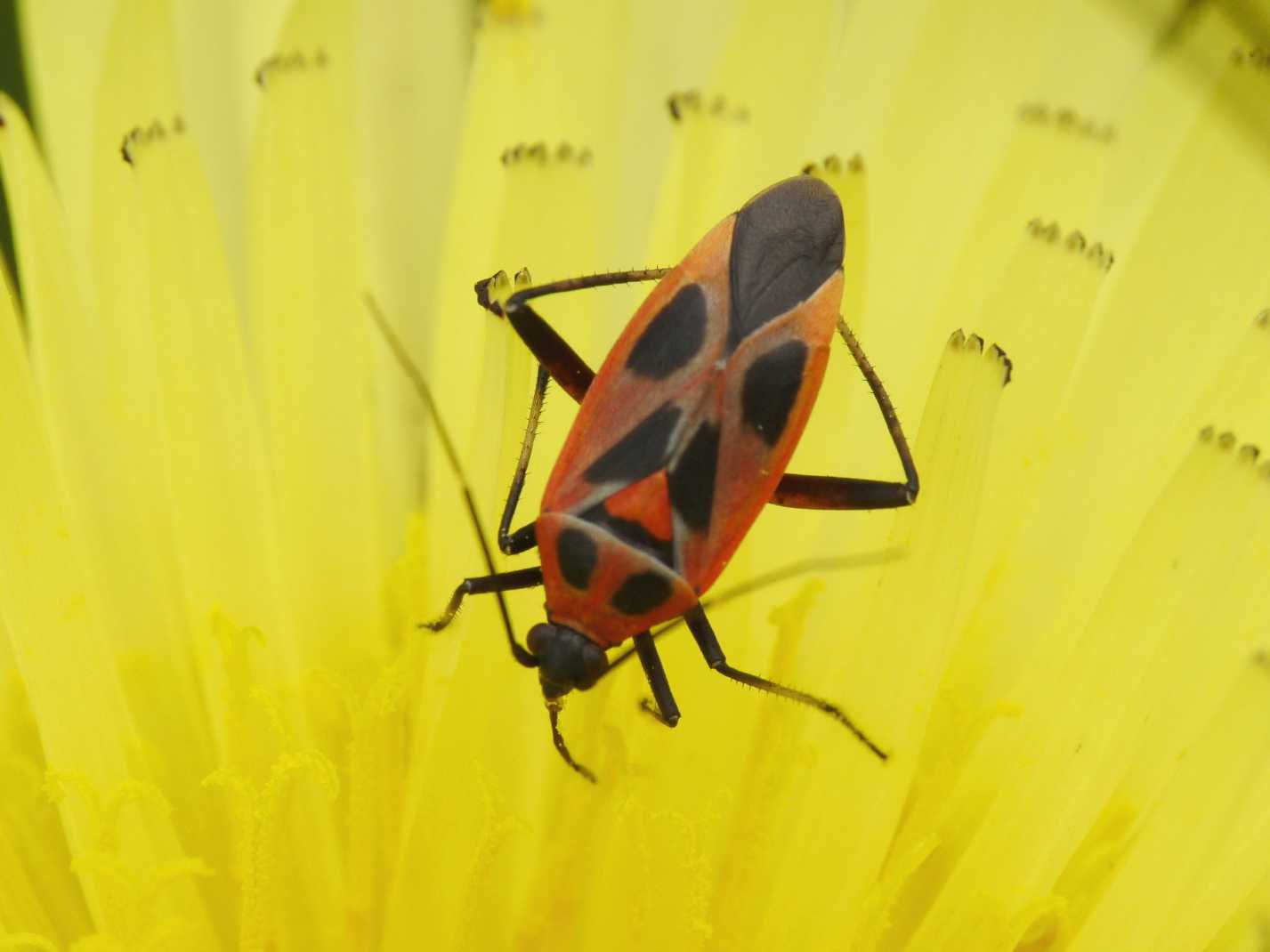 Carrellata di Miridae